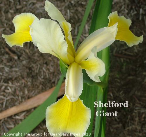 Shelford Giant
